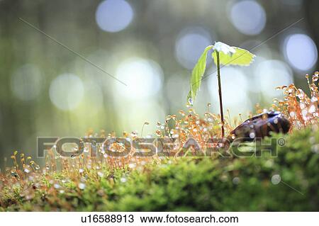 Stock Image - Sapling of Sawthorn Oak tree and moss. Fotosearch
