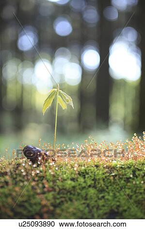 Sapling of Sawthorn Oak tree and moss View Large Photo Image Stock Image - Sapling of Sawthorn Oak tree and moss. Fotosearch
