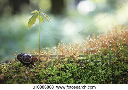 Stock Photo - Sapling of Sawthorn Oak tree and moss. Fotosearch