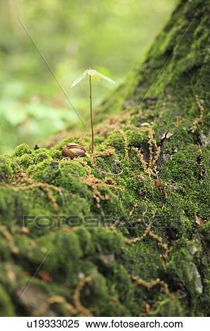Stock Photography - Sapling of Sawthorn Oak tree and moss. Fotosearch
