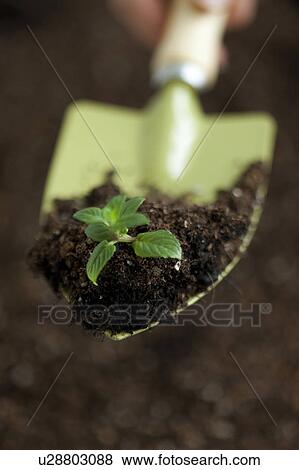 Sapling on a shovel View Large Photo Image Stock Photo - Sapling on a shovel. Fotosearch