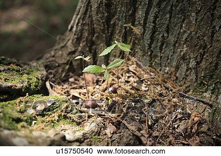 Saplings of Sawthorn Oak tree and tree trunk View Large Photo Image Stock Image - Saplings of Sawthorn Oak tree and tree trunk. Fotosearch