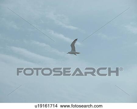 Seagull Flying View Large Photo Image Picture - Seagull Flying. Fotosearch