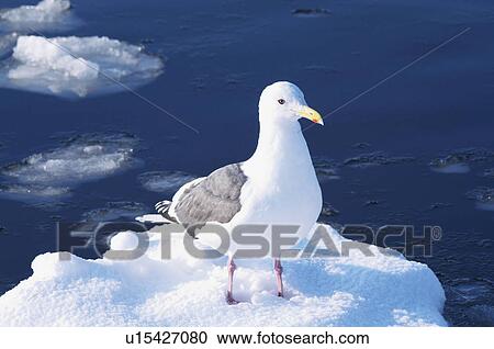 Stock Image - Seagull resting on iceberg, Hokkaido Prefecture, Japan. Fotosearch