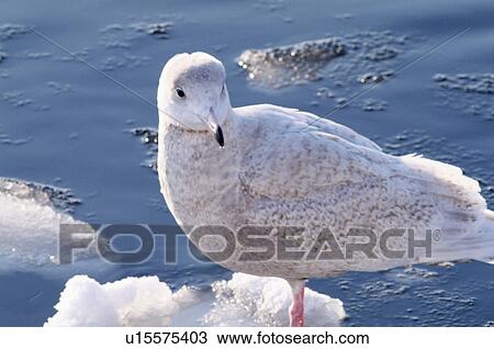 Seagull resting on iceberg, Hokkaido Prefecture, Japan View Large Photo Image Stock Image - Seagull resting on iceberg, Hokkaido Prefecture, Japan. Fotosearch