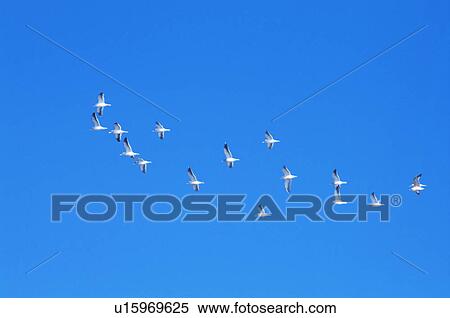 Stock Photography - Seagulls flying, Hokkaido Prefecture, Japan. Fotosearch