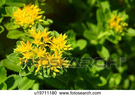 Stock Image - Sedum aizoon var. floribundum. Fotosearch