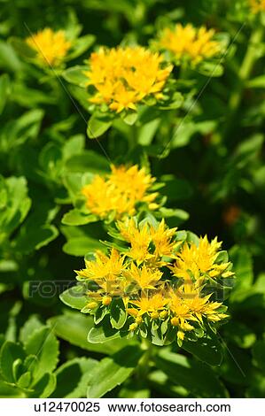 Stock Photography - Sedum aizoon var. floribundum. Fotosearch
