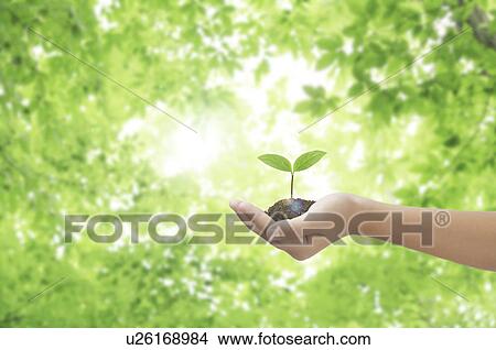 Seedling in Child's Hand View Large Photo Image Picture - Seedling in Child's Hand. Fotosearch