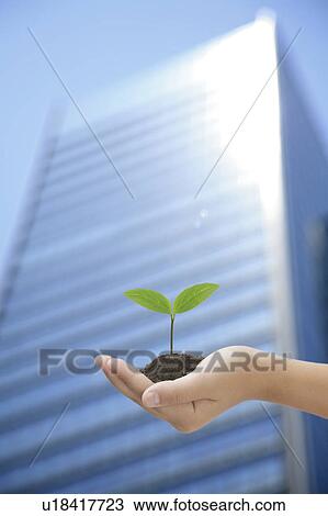 Stock Image - Seedling in Child's Hand. Fotosearch