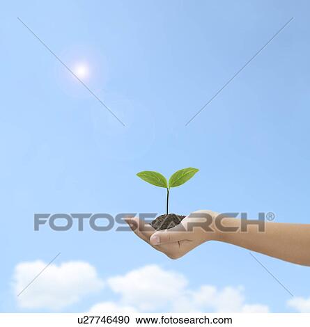 Seedling in Child's Hand View Large Photo Image Stock Image - Seedling in Child's Hand. Fotosearch