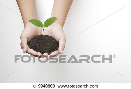 Seedling in Cupped Hands View Large Photo Image Stock Photo - Seedling in Cupped Hands. Fotosearch