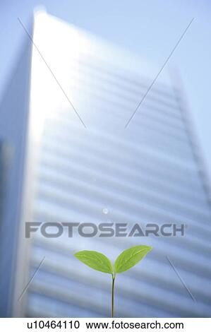 Stock Image - Seedling in Urban Setting. Fotosearch