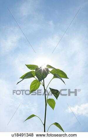 Seedling Under Sky View Large Photo Image Stock Photo - Seedling Under Sky. Fotosearch