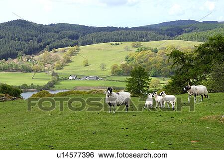 Sheep in Field View Large Photo Image Stock Photograph - Sheep in Field. Fotosearch