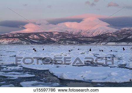 Stock Photograph - Shiretoko mountain range and Steller's Sea Eagles. Fotosearch
