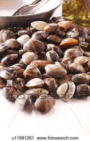 Short-necked Clams View Large Photo Image Stock Image - Short-necked Clams. Fotosearch