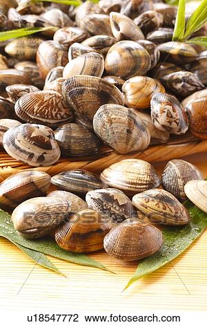 Stock Image - Short Necked Clams. Fotosearch