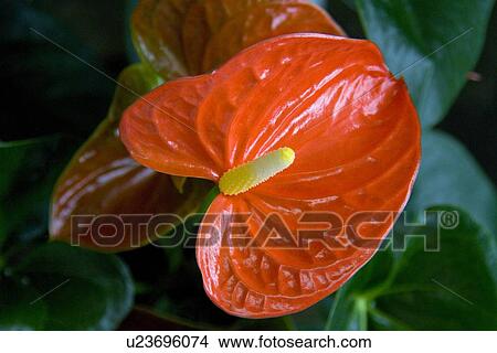 Single Anthurium Flower View Large Photo Image Picture - Single Anthurium Flower. Fotosearch