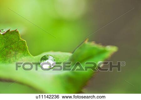Single Drop on Leaf View Large Photo Image Stock Photograph - Single Drop on Leaf. Fotosearch