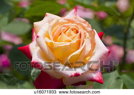 Single Flower View Large Photo Image Stock Image - Single Flower. Fotosearch