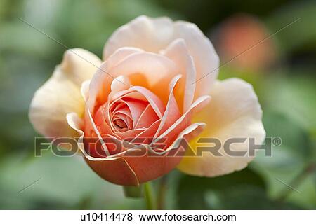 Stock Photo - Single Orange Flower. Fotosearch