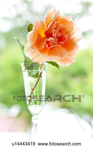 Single Orange Flower View Large Photo Image Stock Photo - Single Orange Flower. Fotosearch
