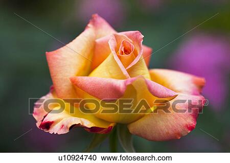 Single Orange Rose View Large Photo Image Stock Image - Single Orange Rose. Fotosearch
