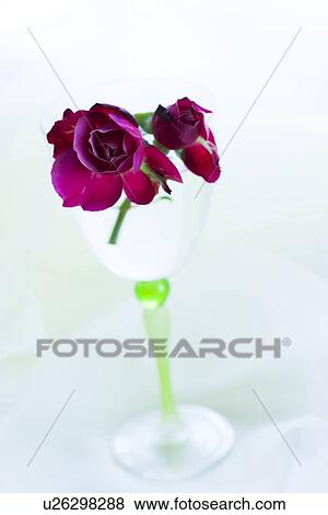 Single Red Rose in Wineglass View Large Photo Image Stock Photo - Single Red Rose in Wineglass. Fotosearch