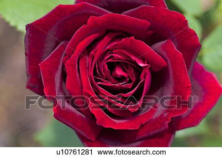 Single Red Rose View Large Photo Image Stock Image - Single Red Rose. Fotosearch