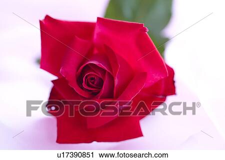 Single Red Rose View Large Photo Image Stock Image - Single Red Rose. Fotosearch