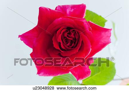 Stock Photo - Single Red Rose. Fotosearch