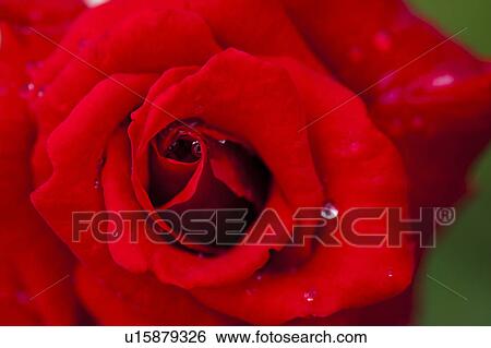 Single Red Rose View Large Photo Image Stock Photograph - Single Red Rose. Fotosearch
