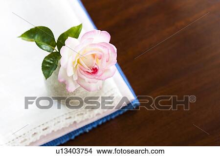 Single Rose in Vase View Large Photo Image Picture - Single Rose in Vase. Fotosearch
