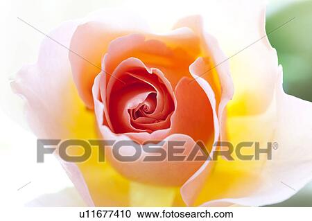 Single Rose View Large Photo Image Stock Image - Single Rose. Fotosearch