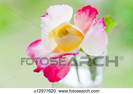 Stock Image - Single Rose. Fotosearch