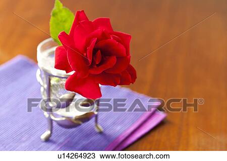 Single Rose View Large Photo Image Stock Image - Single Rose. Fotosearch