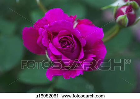 Stock Image - Single Rose. Fotosearch