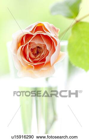 Single Rose View Large Photo Image Stock Image - Single Rose. Fotosearch