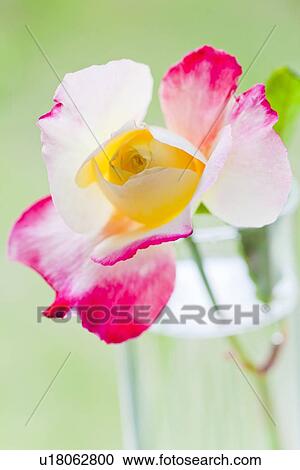 Stock Image - Single Rose. Fotosearch
