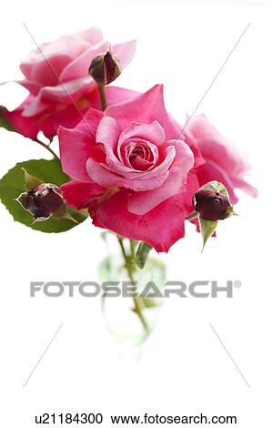 Stock Image - Single Rose. Fotosearch