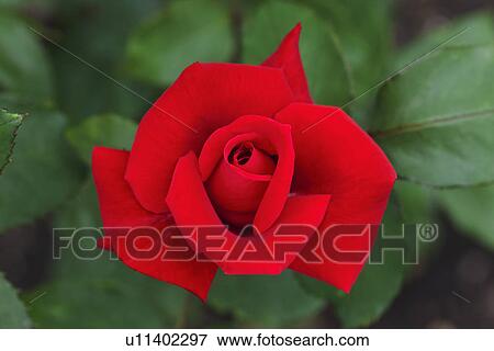 Stock Photo - Single Rose. Fotosearch