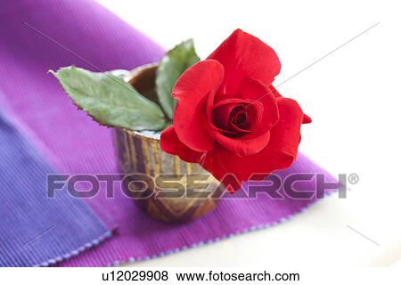 Single Rose View Large Photo Image Stock Photo - Single Rose. Fotosearch