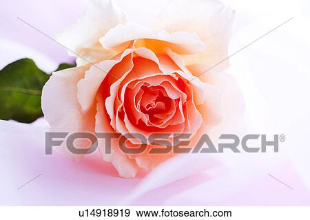 Single Rose View Large Photo Image Stock Photo - Single Rose. Fotosearch