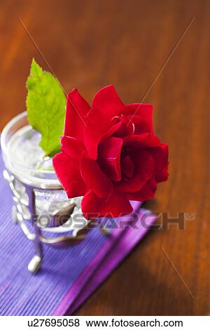 Stock Photo - Single Rose. Fotosearch