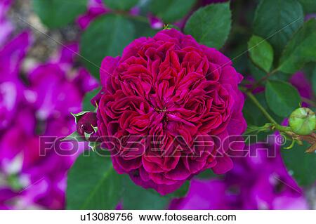 Single Rose View Large Photo Image Stock Photograph - Single Rose. Fotosearch