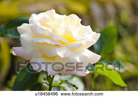 Single Rose View Large Photo Image Stock Photograph - Single Rose. Fotosearch