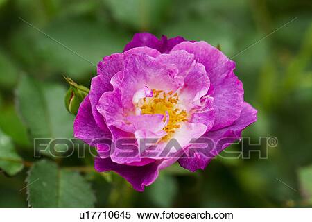 Single Rose View Large Photo Image Stock Photography - Single Rose. Fotosearch