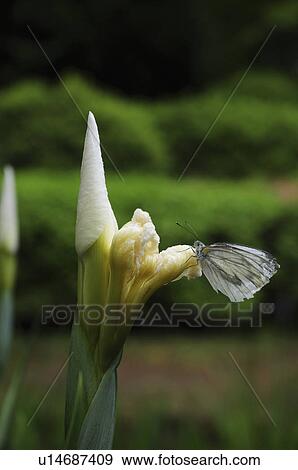 Small white on bud View Large Photo Image Stock Photo - Small white on bud. Fotosearch
