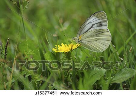 Stock Image - Small white on dandelion. Fotosearch